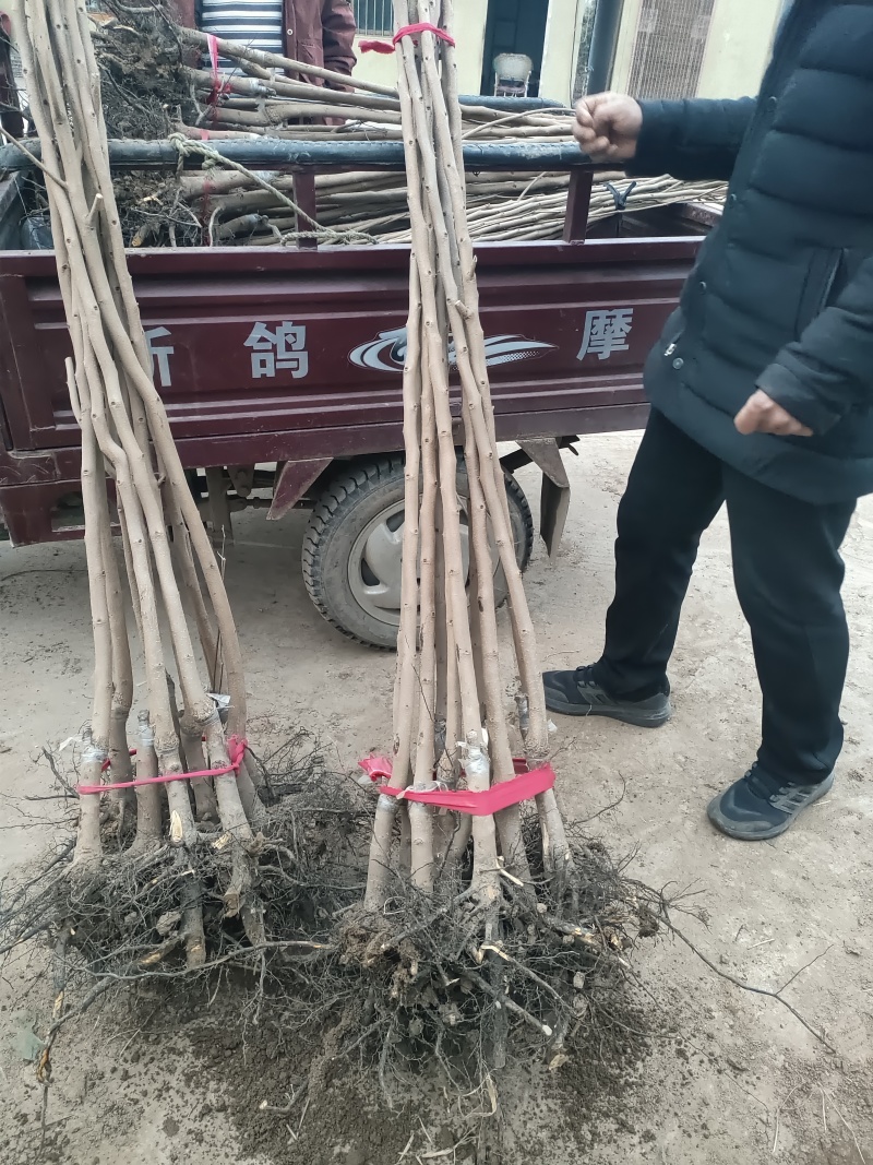 柿子树