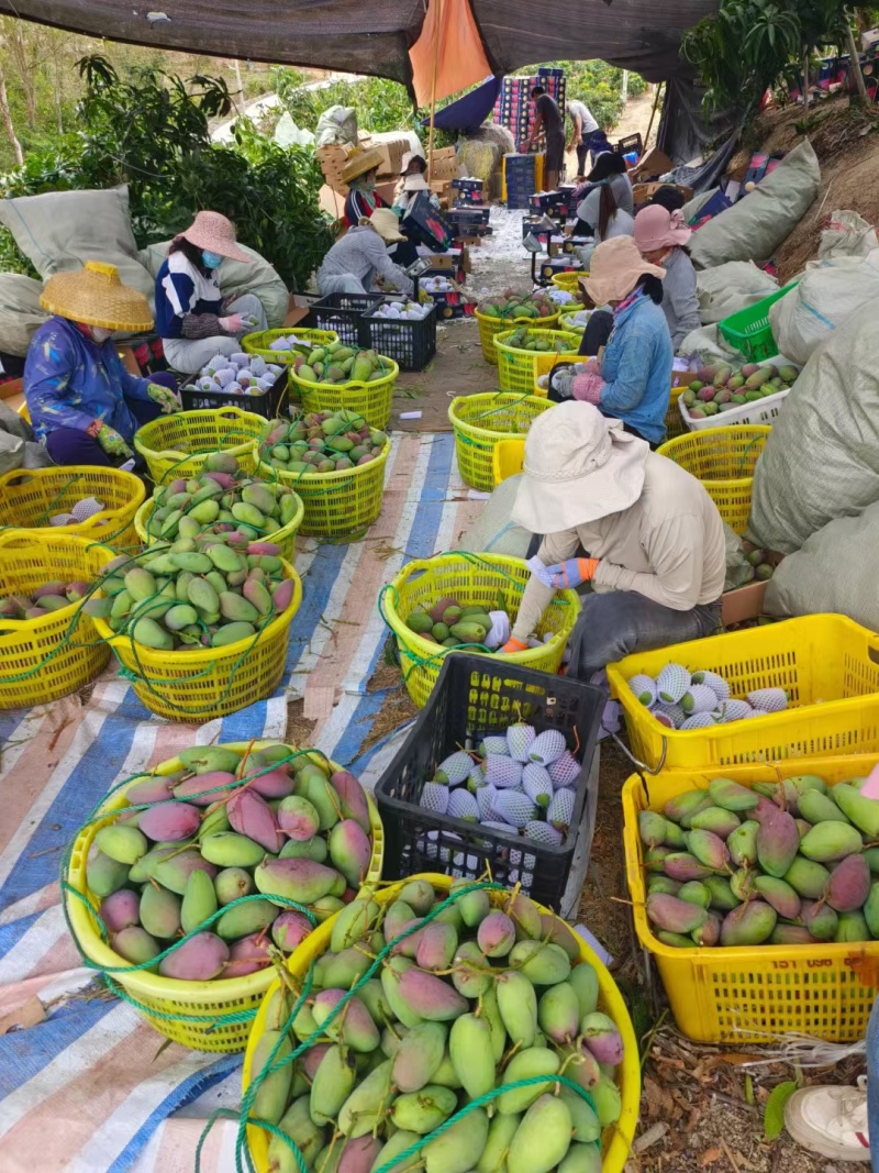 海南贵妃芒果园产地批发供应链一件代发精品货源充足