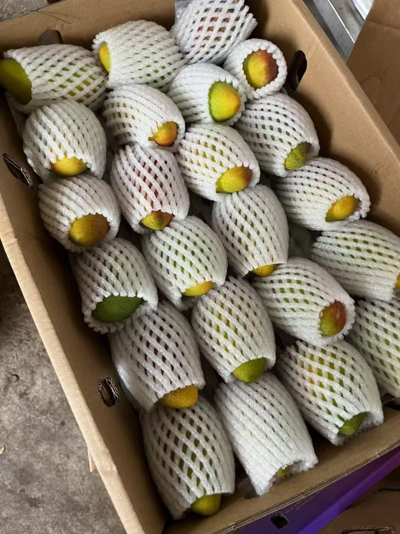 海南贵妃芒果园产地批发供应链一件代发精品货源充足