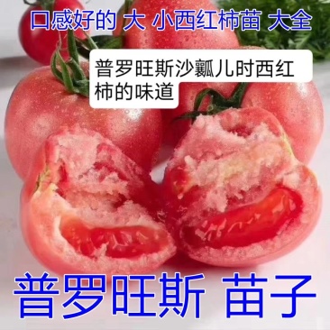 普罗旺斯西红柿种子沙瓤口感柿子苗西红柿苗儿时的味道