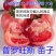 普罗旺斯西红柿种子沙瓤口感柿子苗西红柿苗儿时的味道