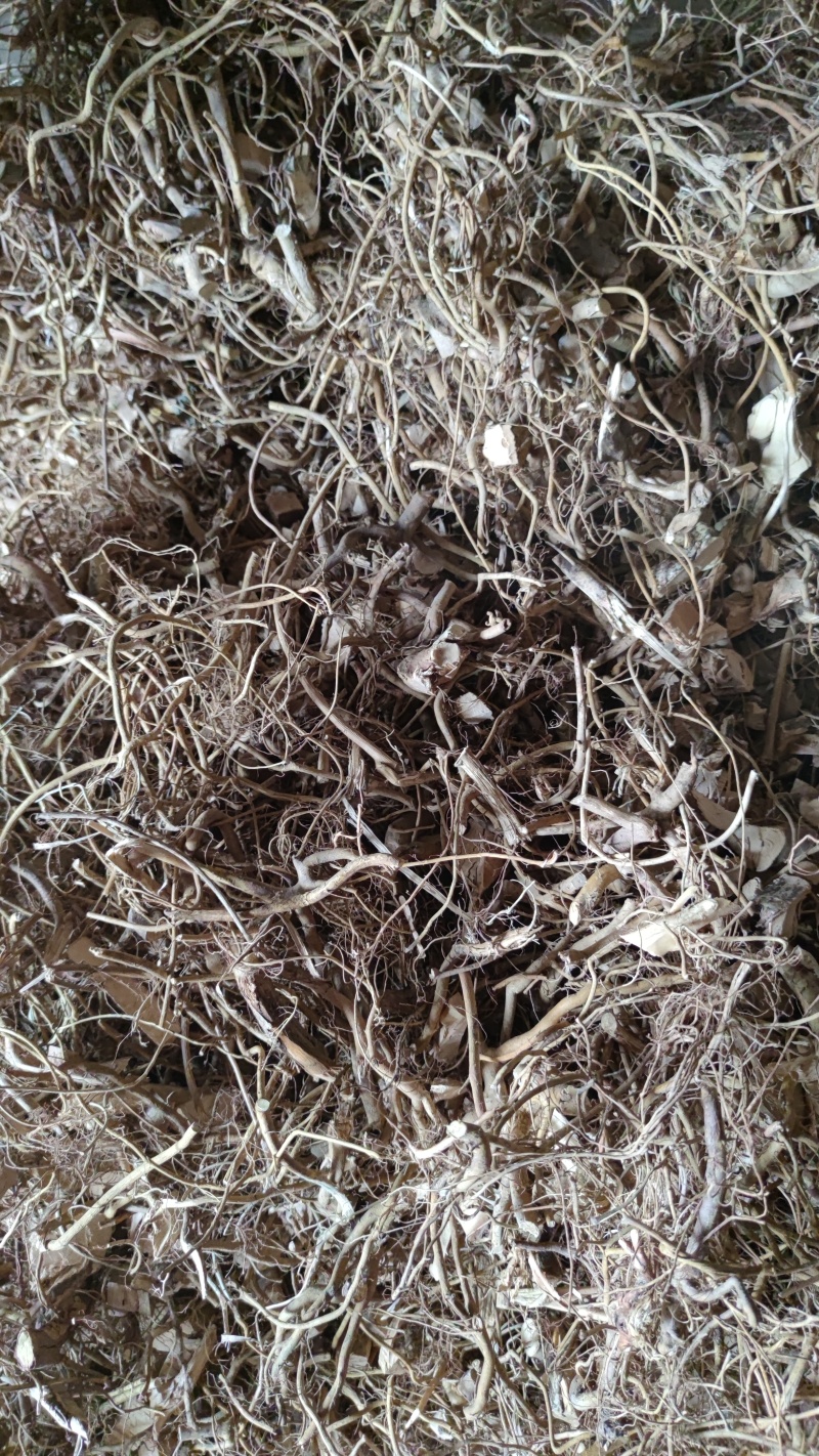 白花牛奶根砍段