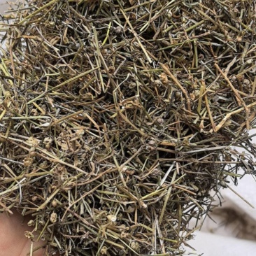 白花蛇舌草晒干新货已经切断万信药业只做保真药材