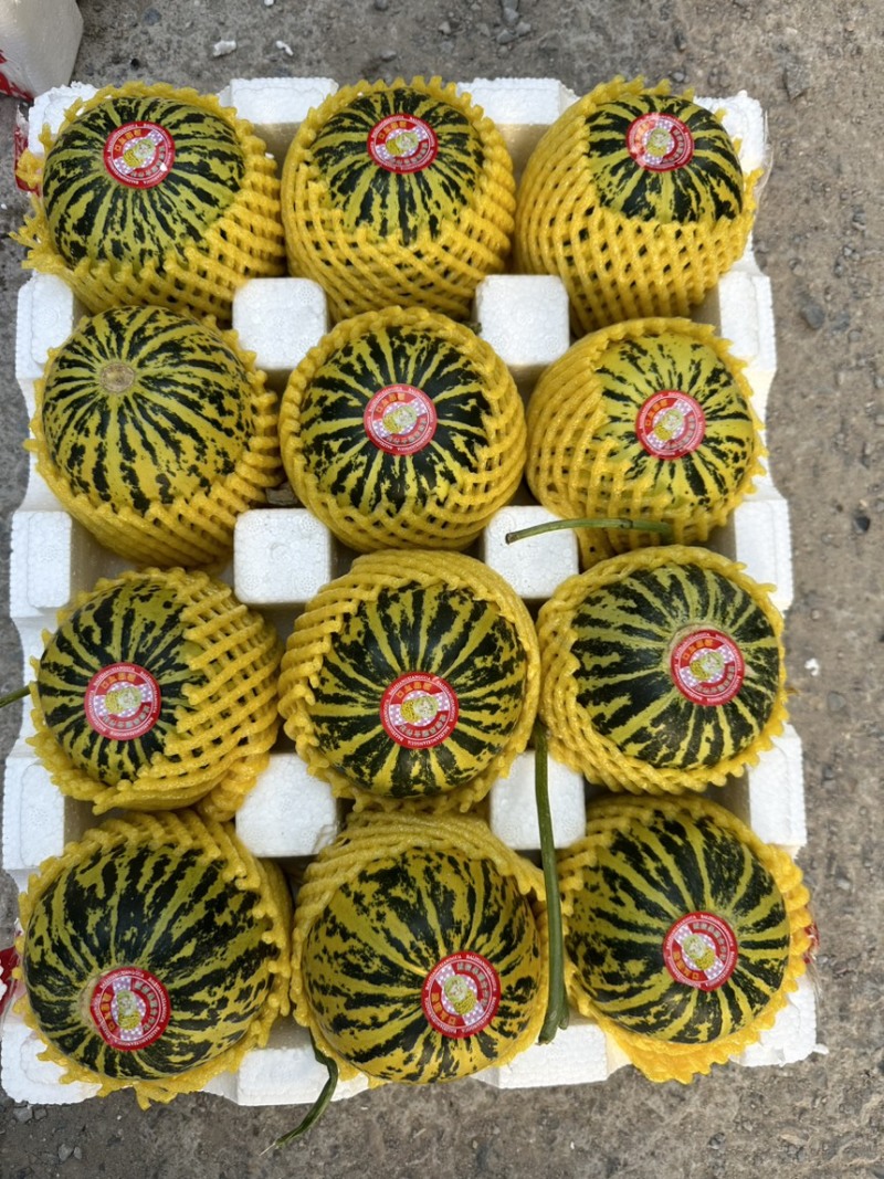花美人甜瓜花蕾甜瓜口感好甜度高保熟保甜专业供应