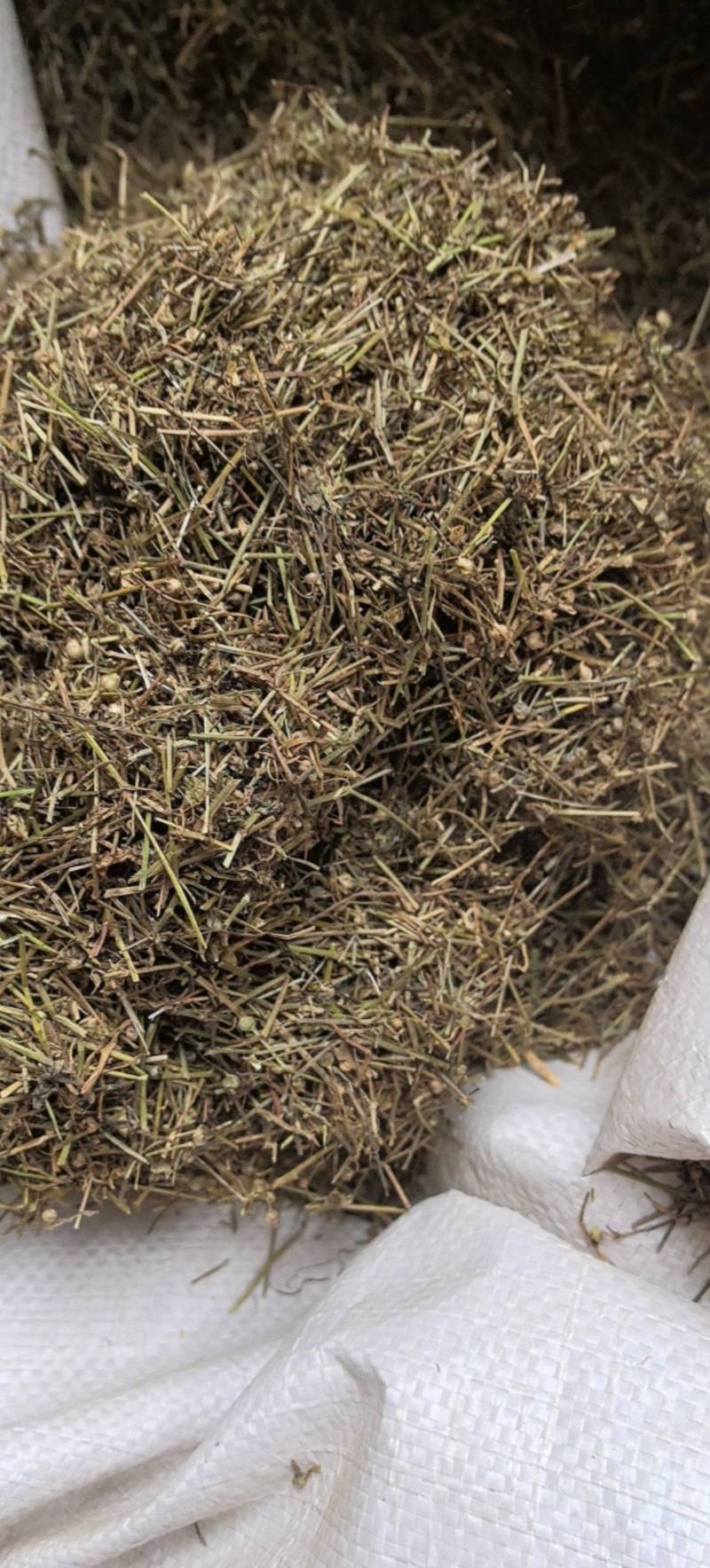 白花蛇舌草晒干新货已经切断万信药业只做保真药材