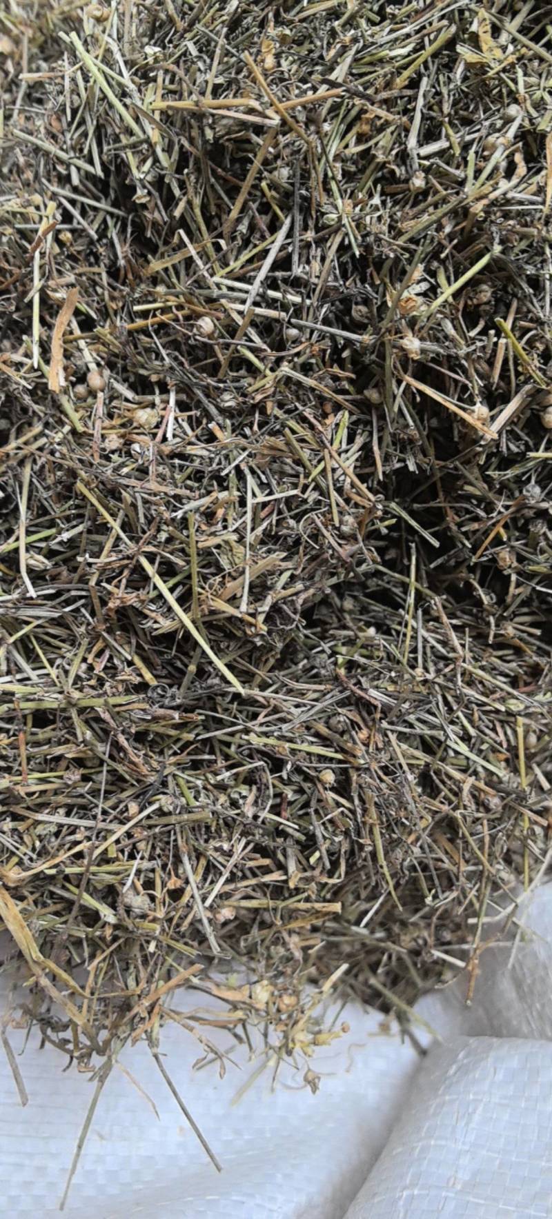 白花蛇舌草晒干新货已经切断万信药业只做保真药材