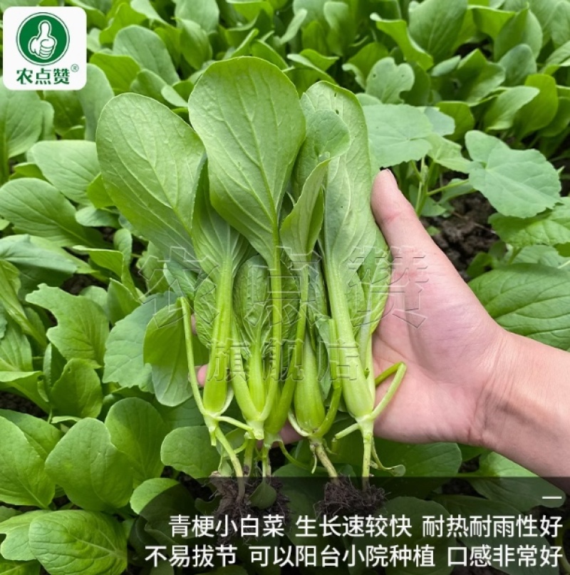 光速鸡毛菜-鸡毛菜种子耐热耐雨产量高采收快口感好
