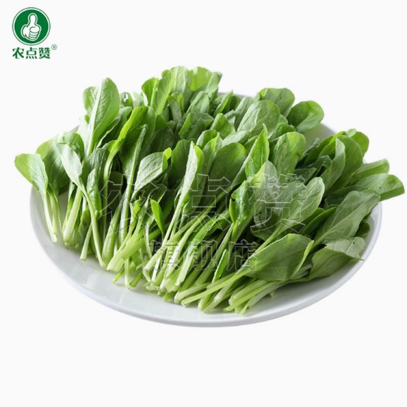 光速鸡毛菜-鸡毛菜种子耐热耐雨产量高采收快口感好