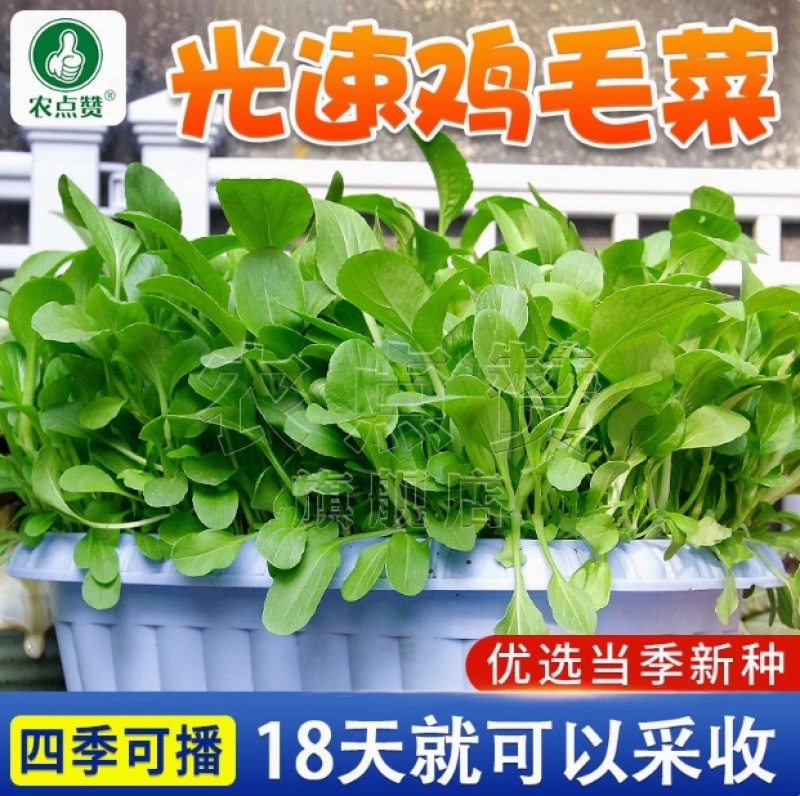 光速鸡毛菜-鸡毛菜种子耐热耐雨产量高采收快口感好