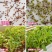 光速鸡毛菜-鸡毛菜种子耐热耐雨产量高采收快口感好