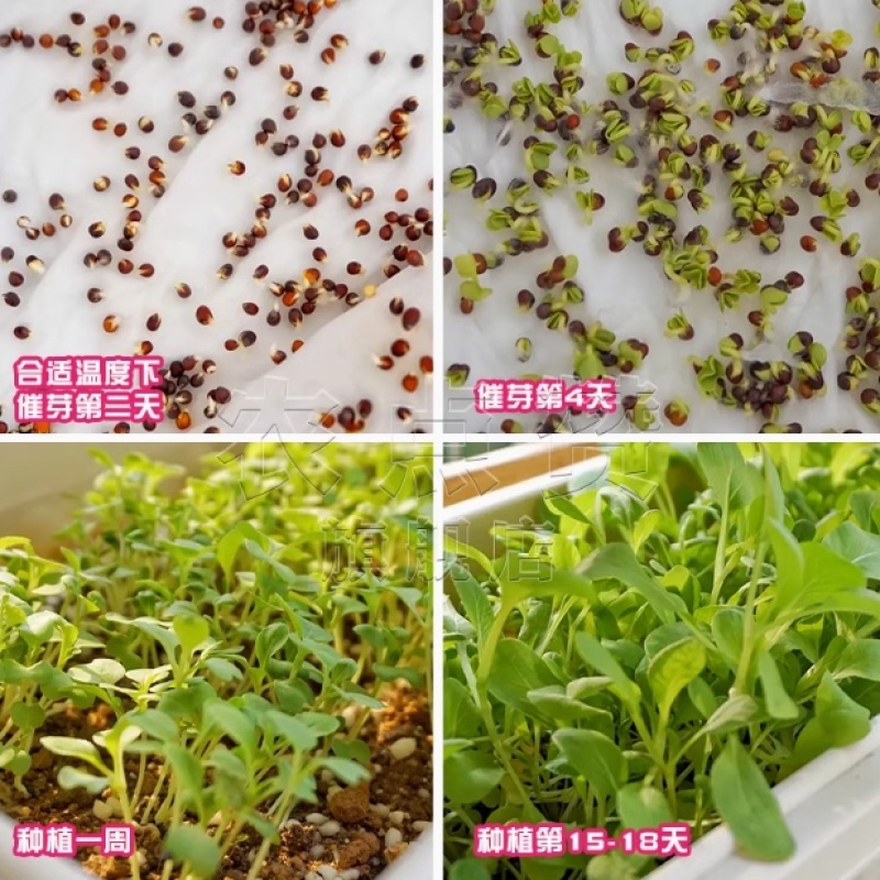 光速鸡毛菜-鸡毛菜种子耐热耐雨产量高采收快口感好