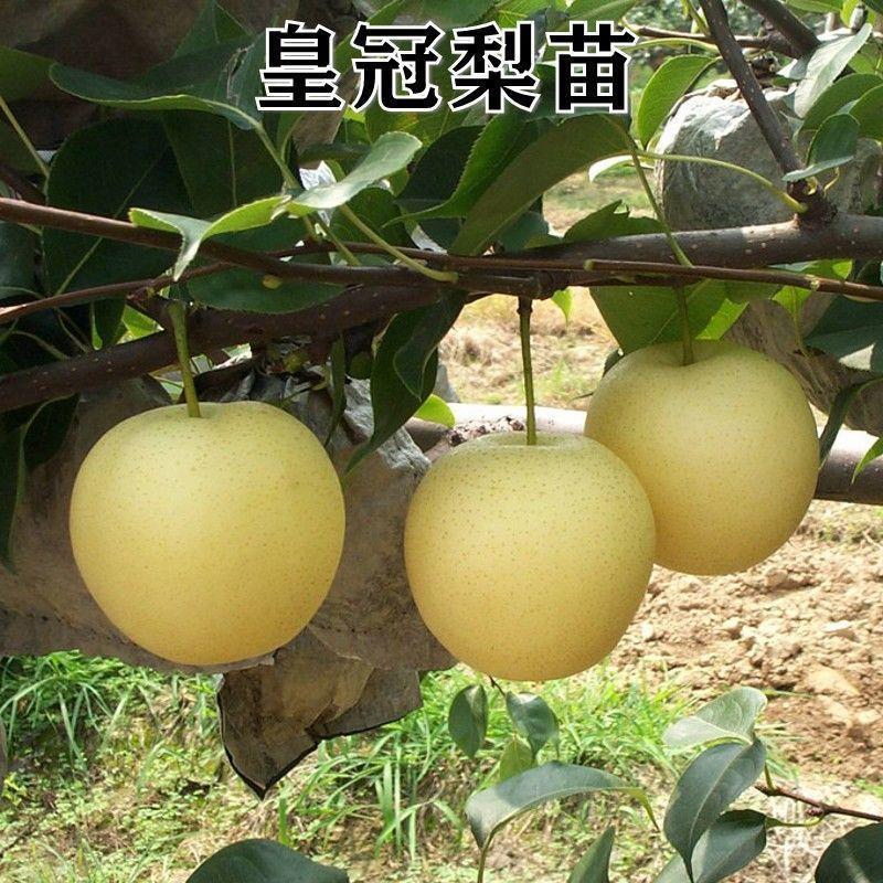 河北馆陶皇冠梨树苗基地直供质量保证成活率高提供技术指导