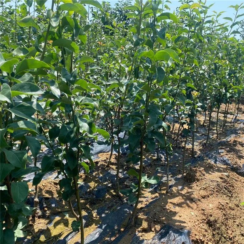 河北馆陶皇冠梨树苗基地直供质量保证成活率高提供技术指导