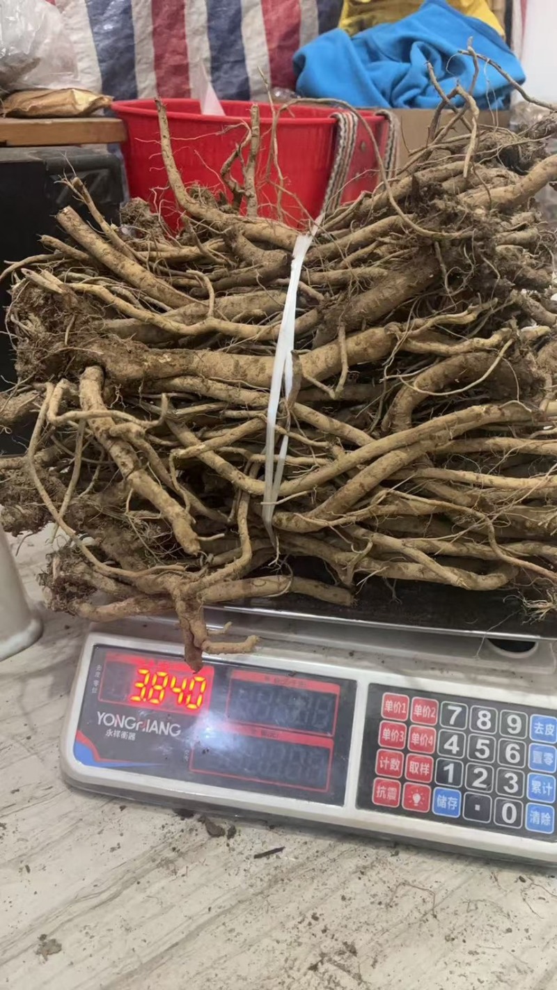 鲜货牛膝，有现货，欢迎来选购，