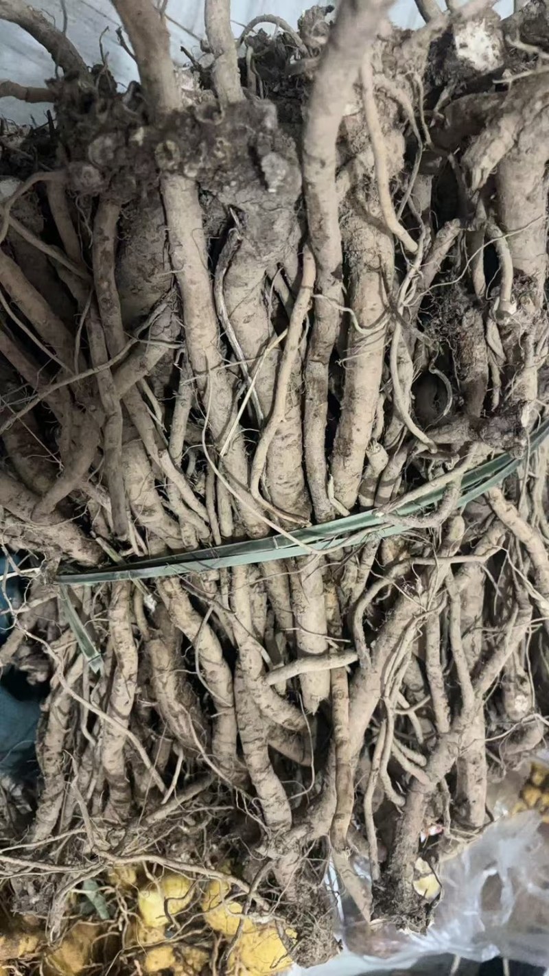 鲜货牛膝，有现货，欢迎来选购，