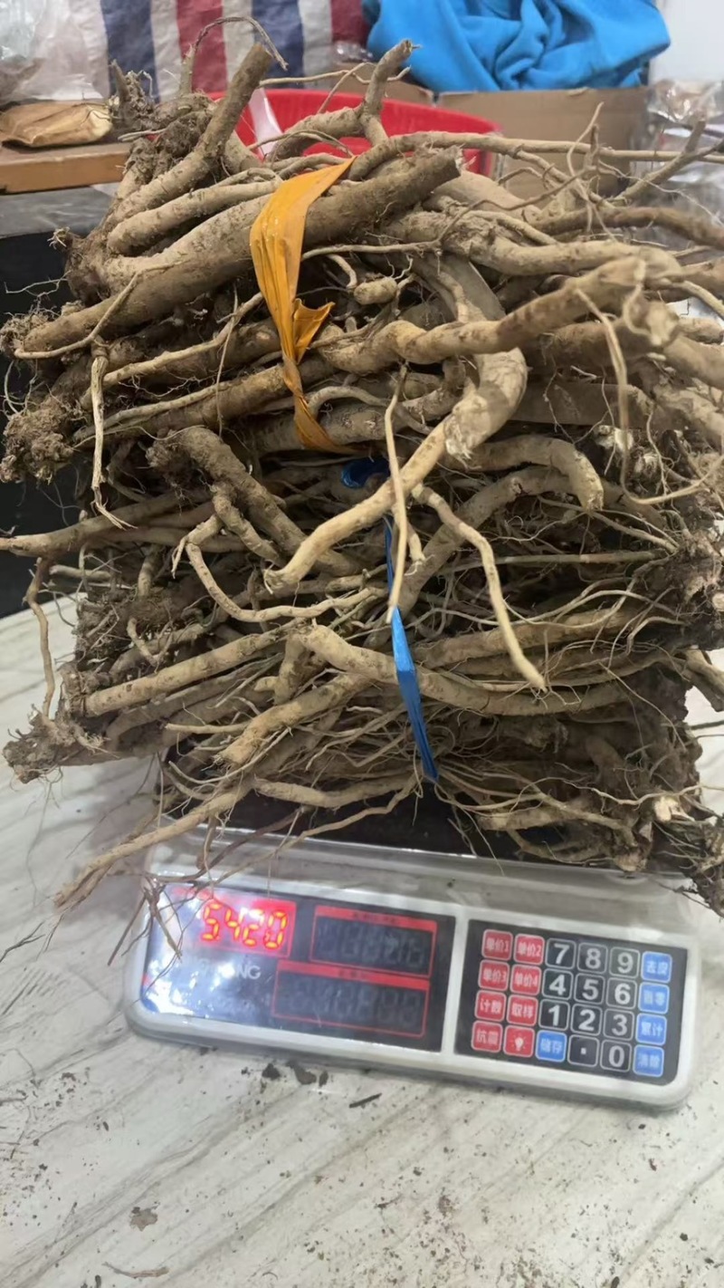鲜货牛膝，有现货，欢迎来选购，