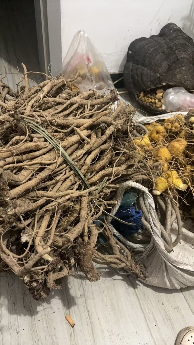 鲜货牛膝，有现货，欢迎来选购，