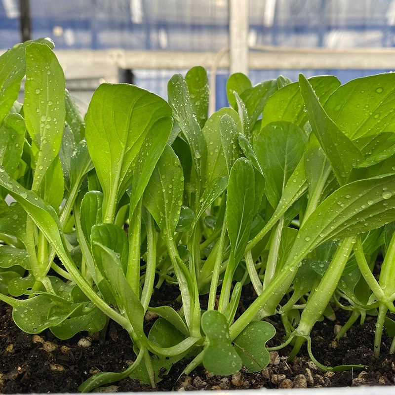 光速鸡毛菜-鸡毛菜种子耐热耐雨产量高采收快口感好