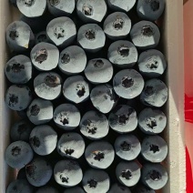 落价了，辽宁丹东精品珠宝蓝莓发货一手货源批发品质保证