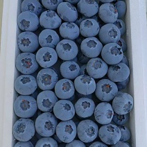 落价了，精品L蓝莓