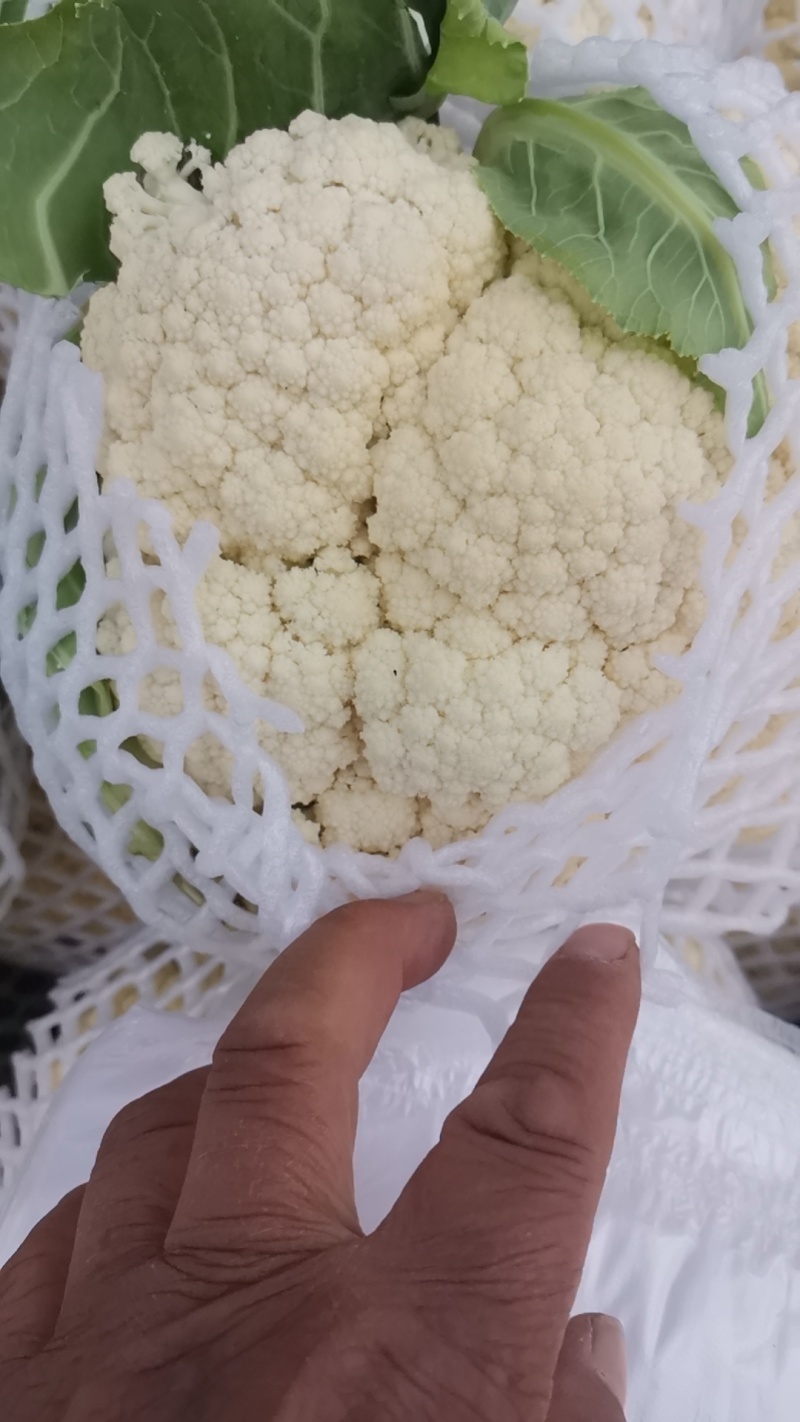 白面青梗菜花