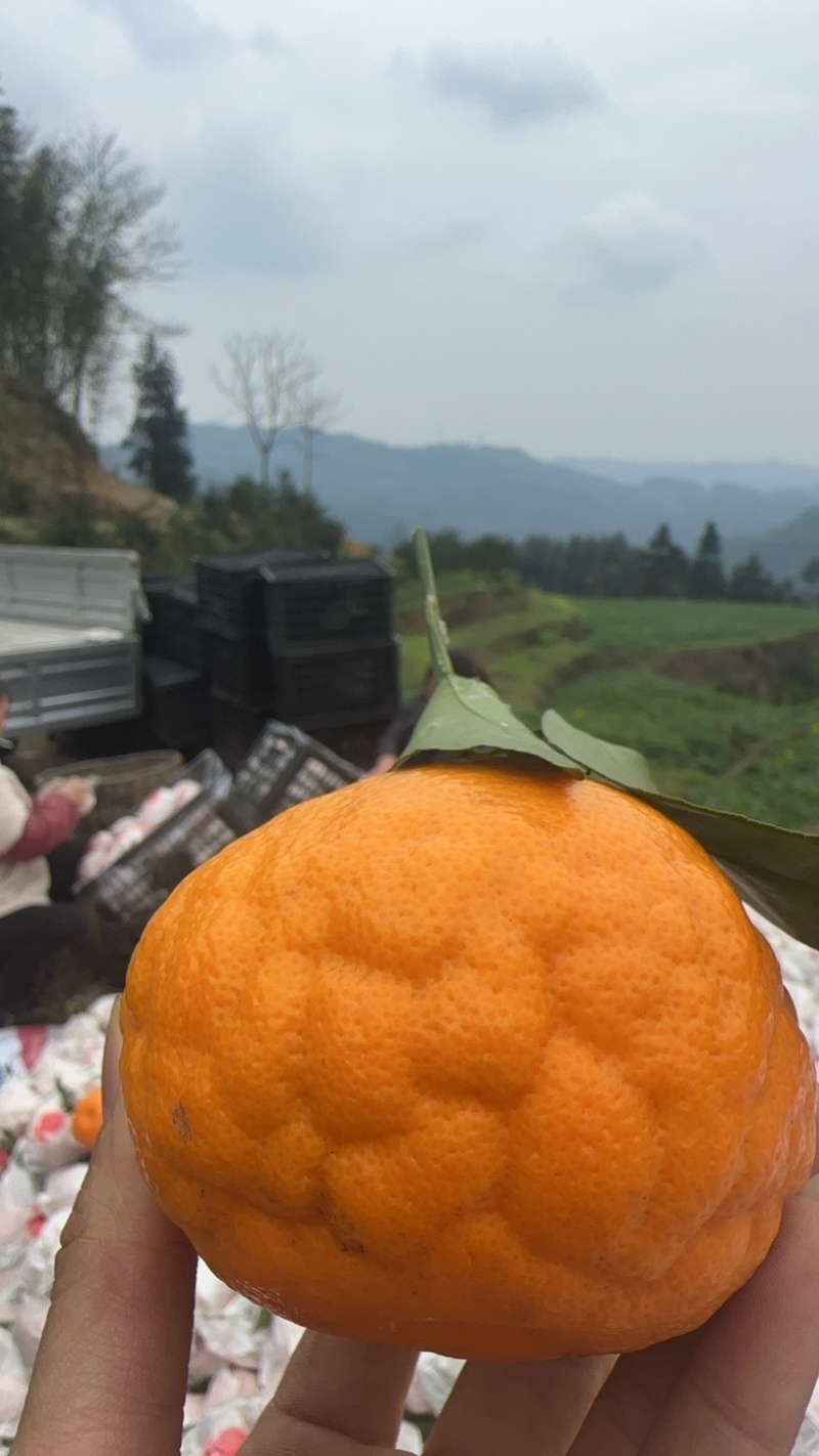 60起四川沃柑大量上市，量大从优，口感纯甜无酸