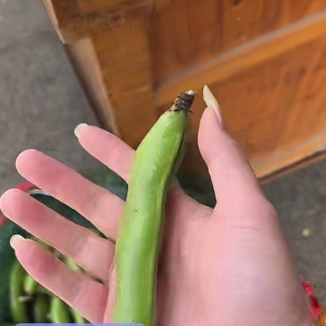 蔬菜精品福建蚕豆