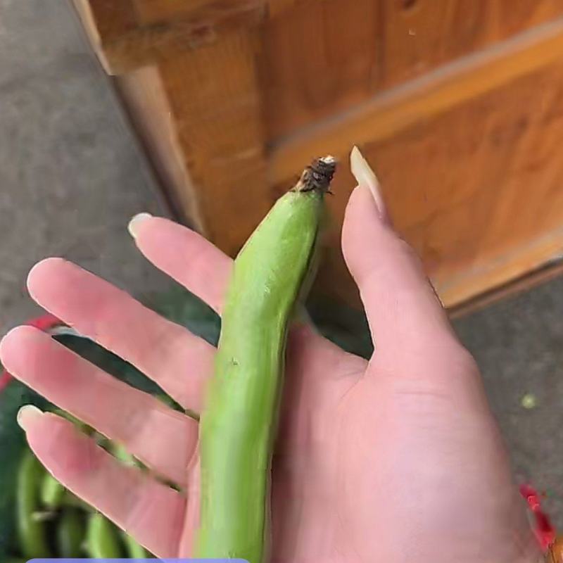 蔬菜精品福建蚕豆