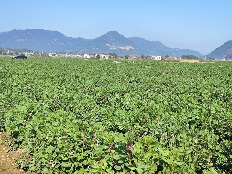 蔬菜精品福建蚕豆