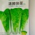 速腾快菜-白菜种子耐湿热成长速度快抗病性好产量高采收快