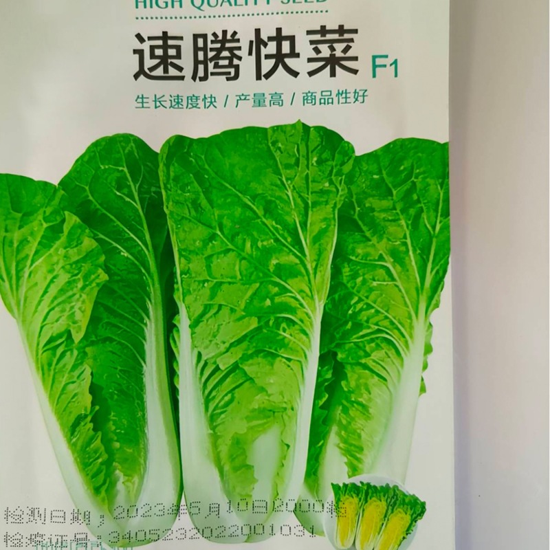 速腾快菜-白菜种子耐湿热成长速度快抗病性好产量高采收快