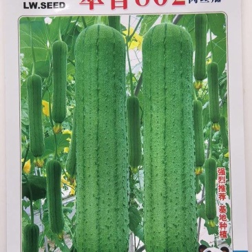 肉丝瓜种子翠香302早熟瓜码密长棒形顺直高产适应性强