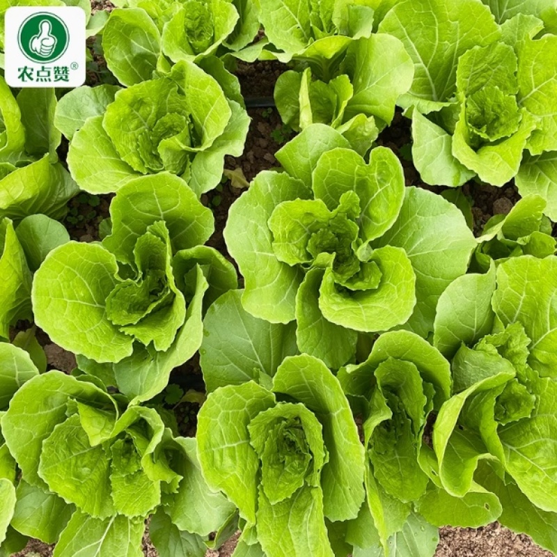 速腾快菜-白菜种子耐湿热成长速度快抗病性好产量高采收快