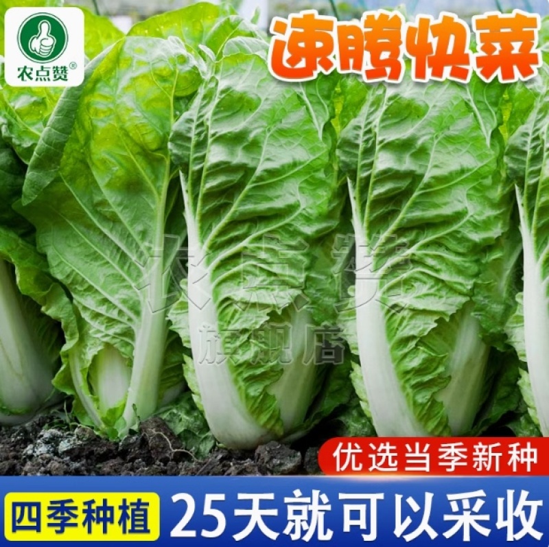 速腾快菜-白菜种子耐湿热成长速度快抗病性好产量高采收快