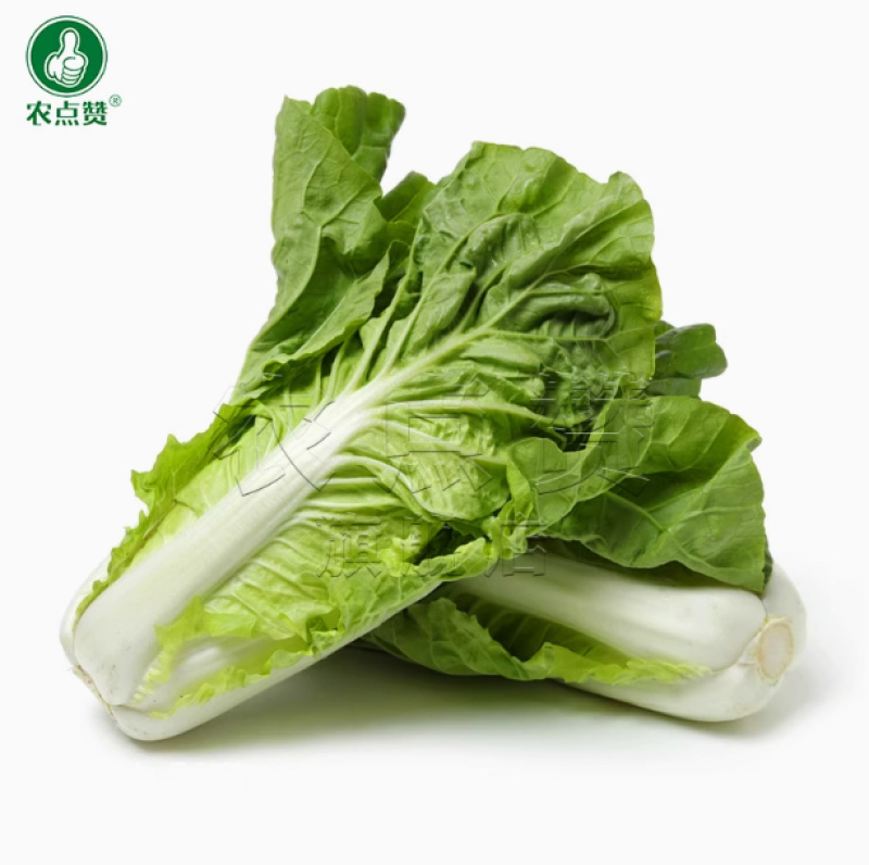 速腾快菜-白菜种子耐湿热成长速度快抗病性好产量高采收快