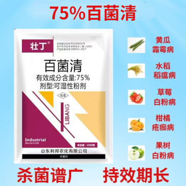 75%百菌清斑点落叶病炭疽果树蔬菜大田都可用