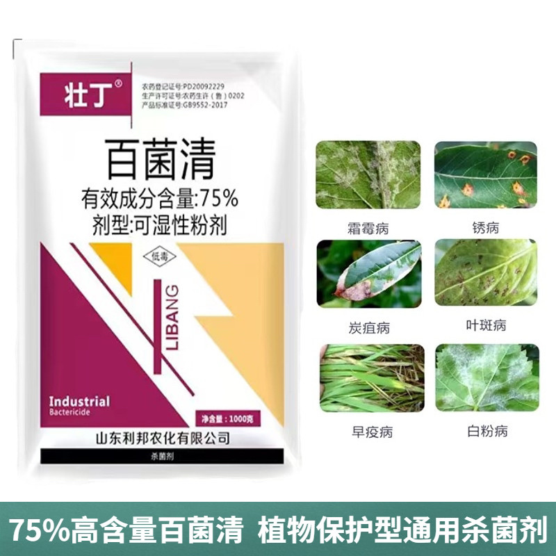 75%百菌清斑点落叶病炭疽果树蔬菜大田都可用