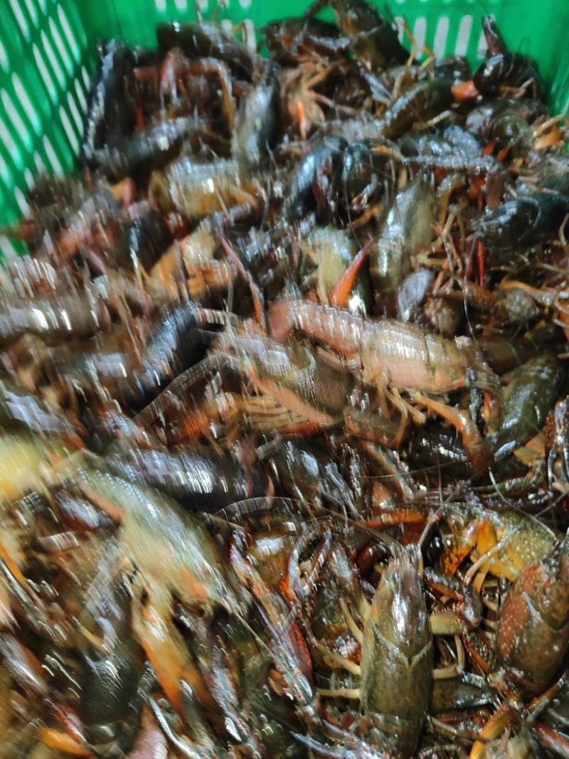 小龙虾