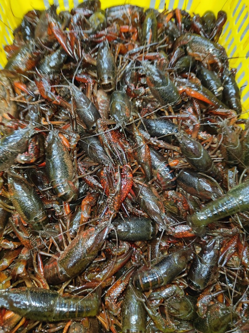 小龙虾