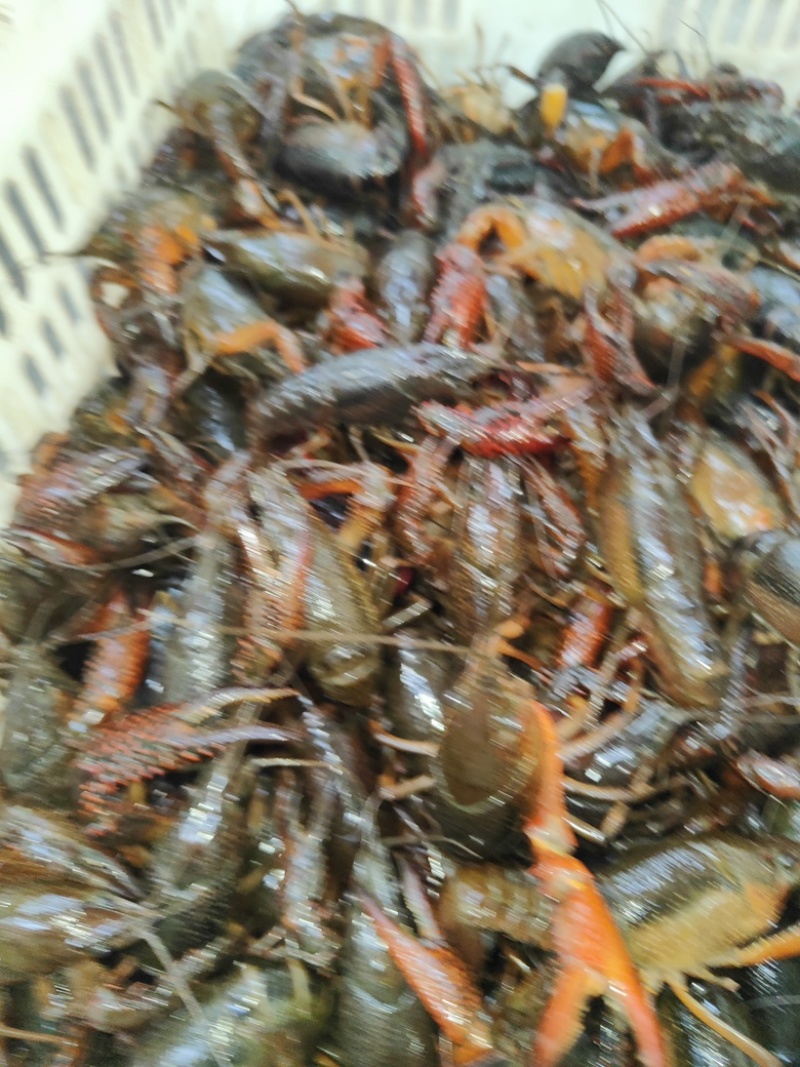 小龙虾