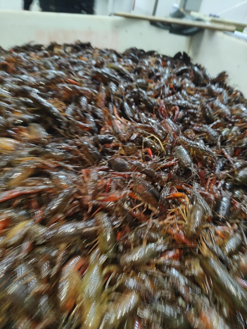 小龙虾