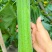 肉丝瓜种子翠香302早熟瓜码密长棒形顺直高产适应性强