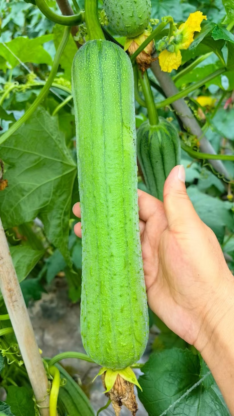 肉丝瓜种子翠香302早熟瓜码密长棒形顺直高产适应性强