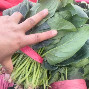 一手货源大叶菠菜