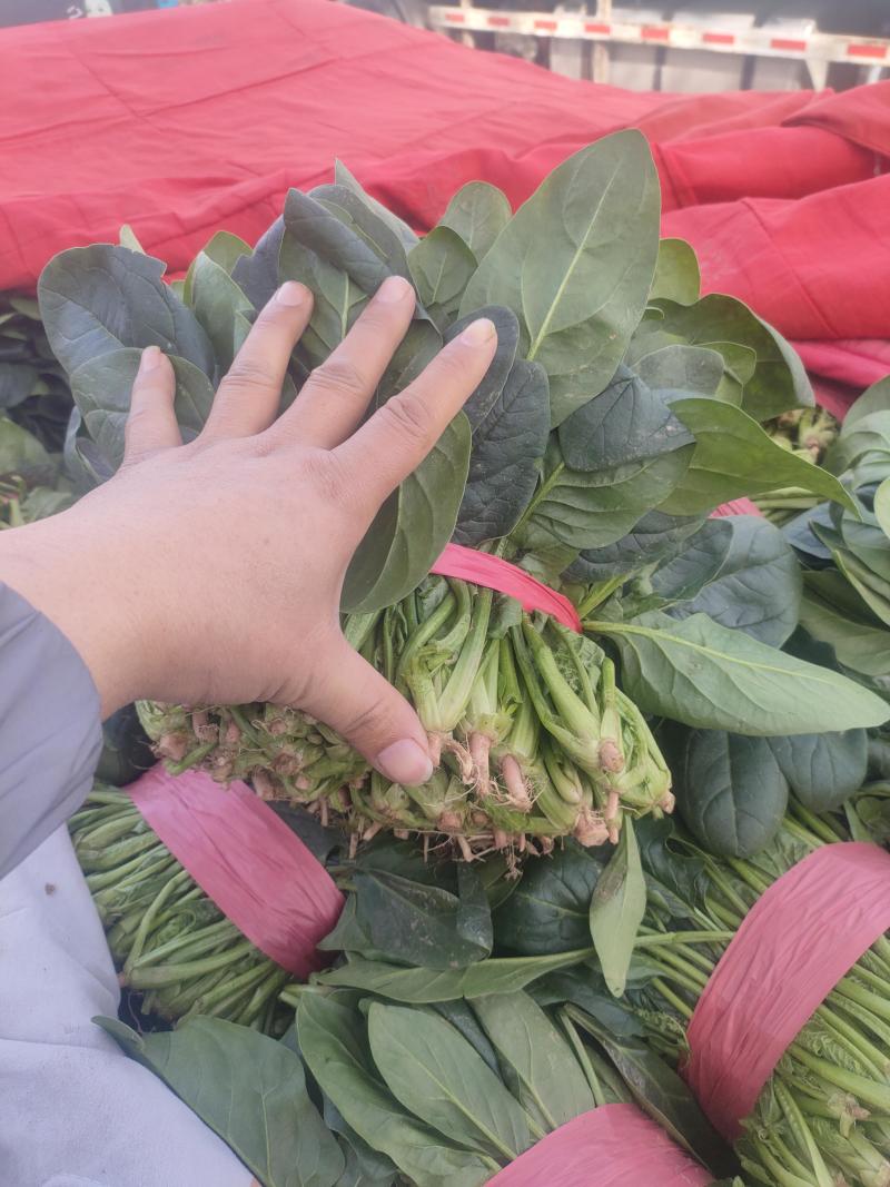 一手货源大叶菠菜