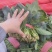 一手货源大叶菠菜
