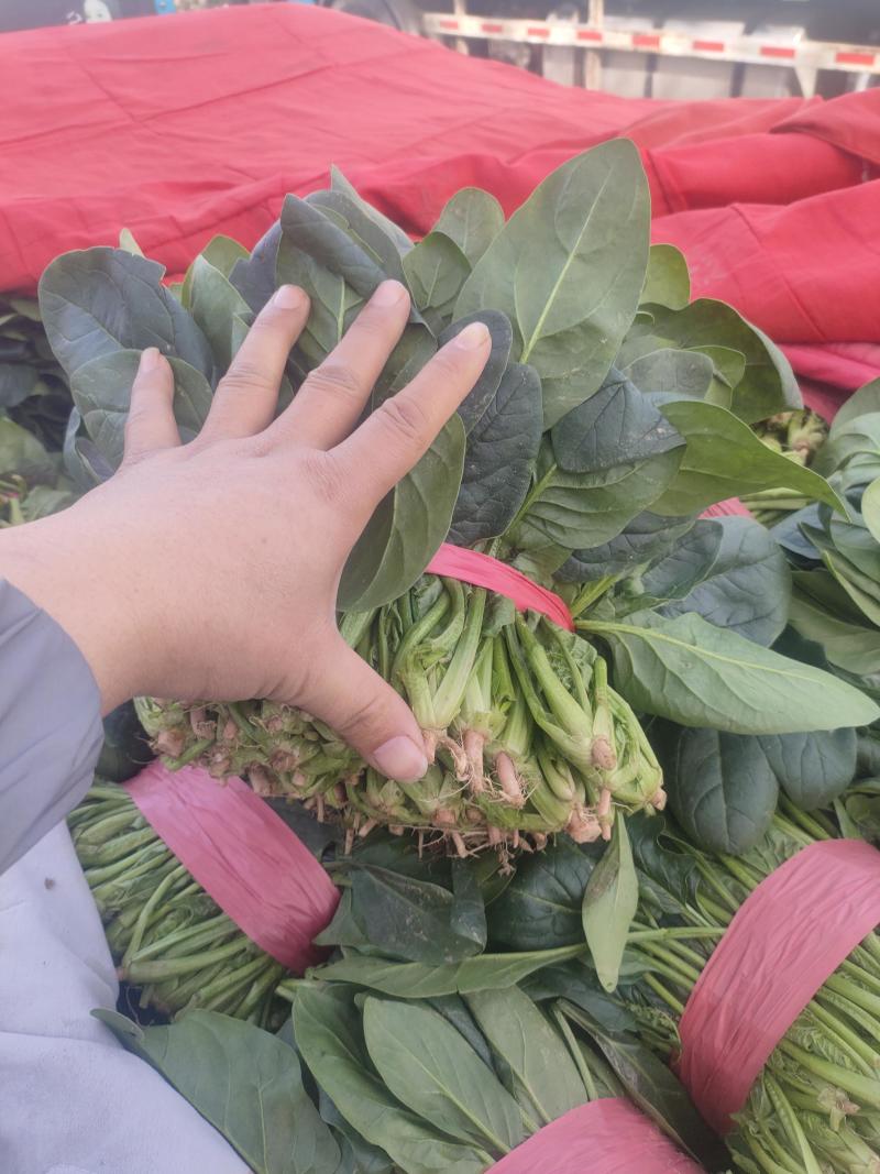 一手货源大叶菠菜