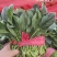 一手货源大叶菠菜