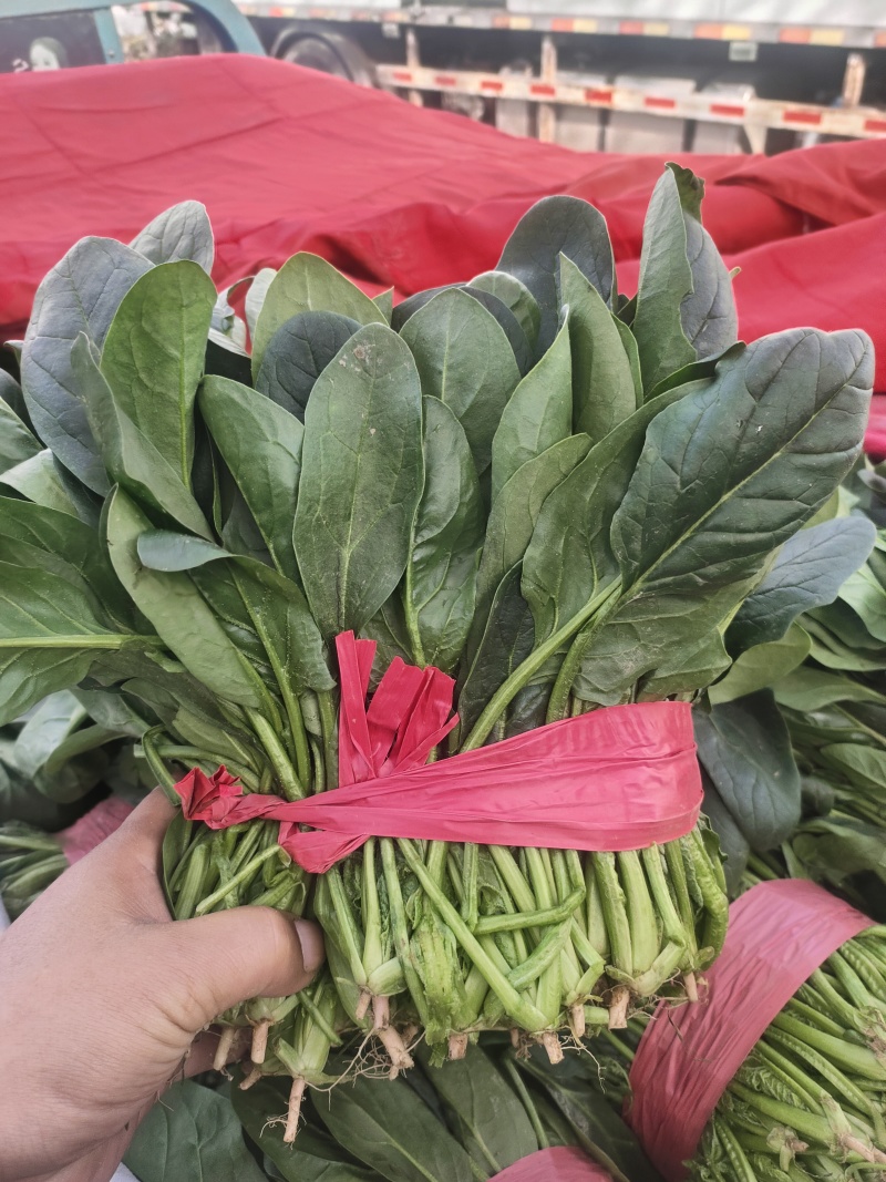一手货源大叶菠菜