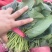 一手货源大叶菠菜